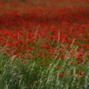 ������� ���� ������: ������� ������ ������� ������ �����